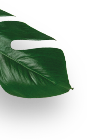 leaf icon