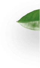 leaf icon