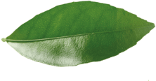 leaf icon