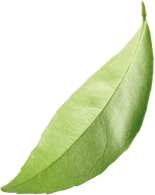 leaf icon