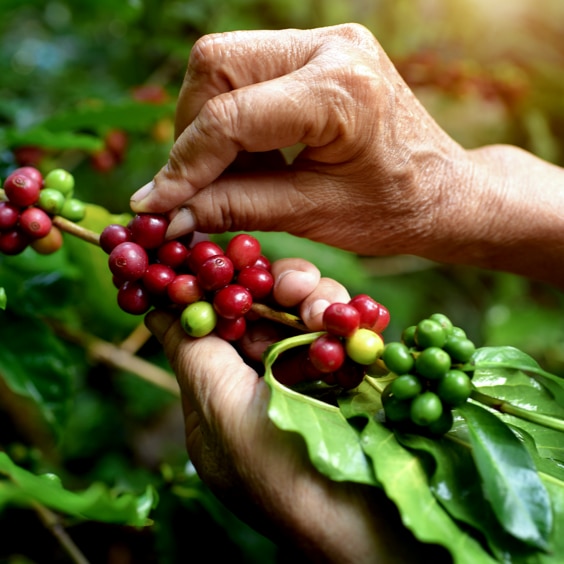 Pick plants and berries