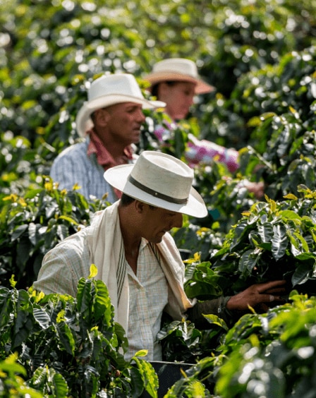 people planting plants
