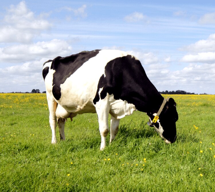 cow picture
