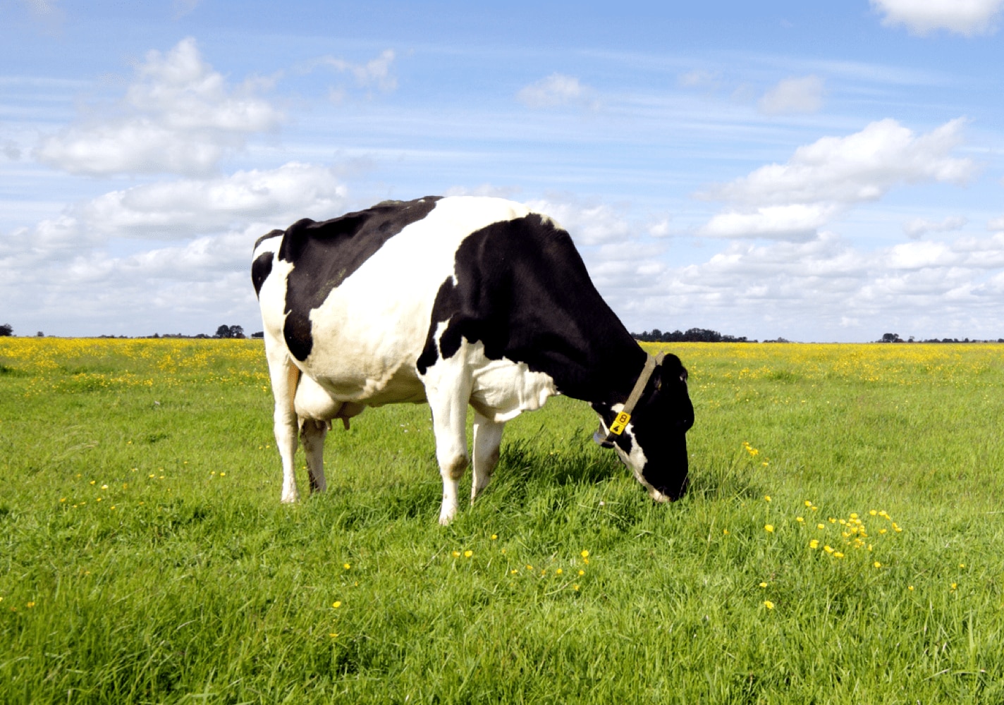cow picture